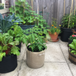 The Botanical Bento How to Grow Veggies in Small Patio Spaces