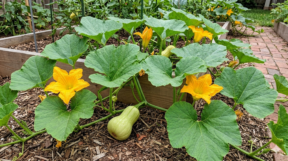 16 Best Vegetables for Hot and Dry Climates (That Won't Die on You)
