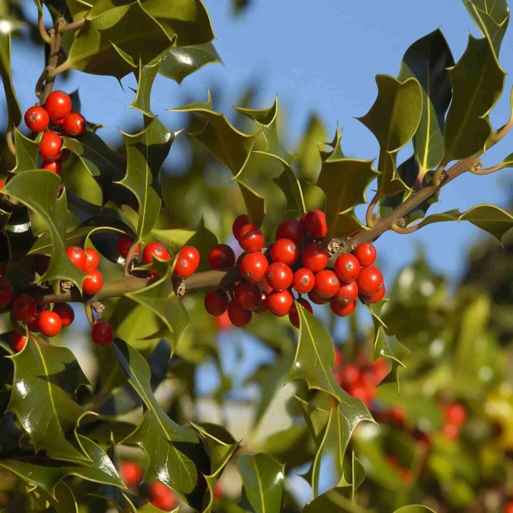Best Plants for Windy Gardens That Are Low Maintenance and Storm-Ready