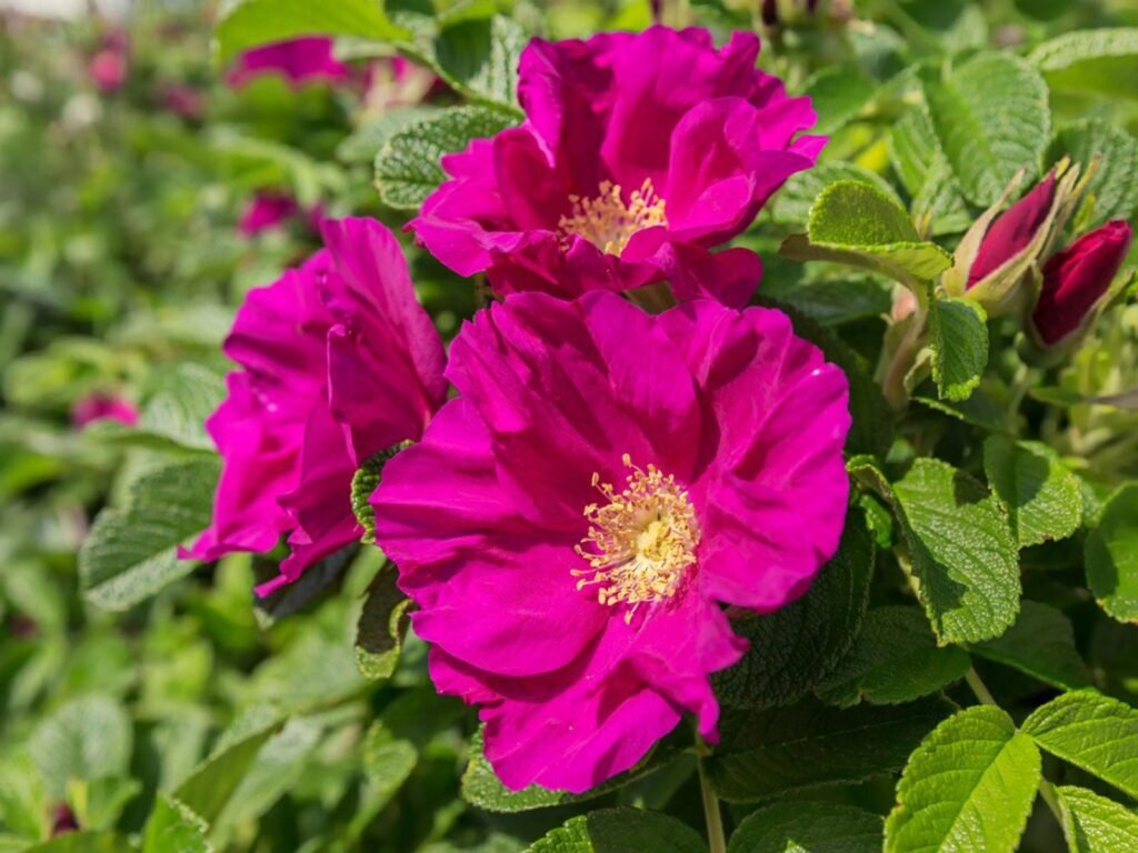 Best Plants for Windy Gardens That Are Low Maintenance and Storm-Ready