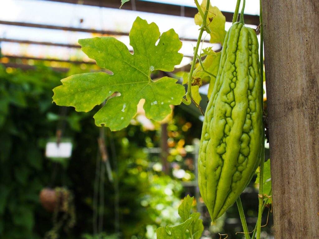 Vegetables That Actually Thrive in High Humidity 