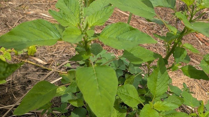 Vegetables That Actually Thrive in High Humidity 