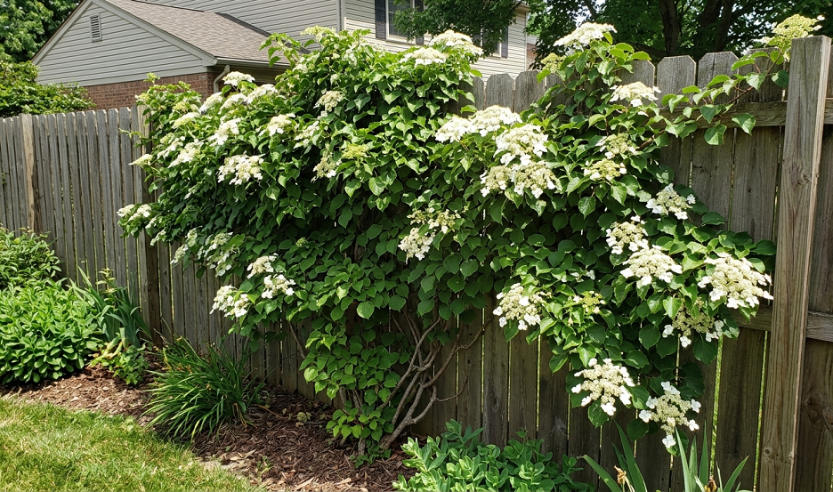 Best Plants for a Sunny Fence Line That Thrive in Full Sun All Year