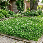 Clover Lawn Pros and Cons