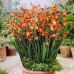 Best Plants for Windy Gardens That Are Low Maintenance and Storm-Ready