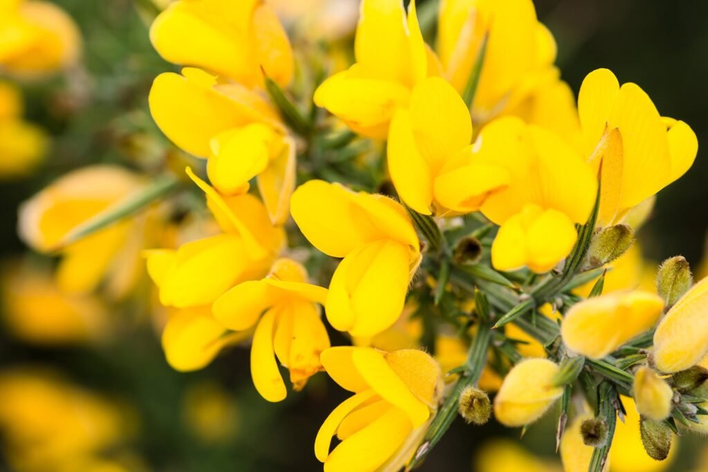 Best Plants for Windy Gardens That Are Low Maintenance and Storm-Ready