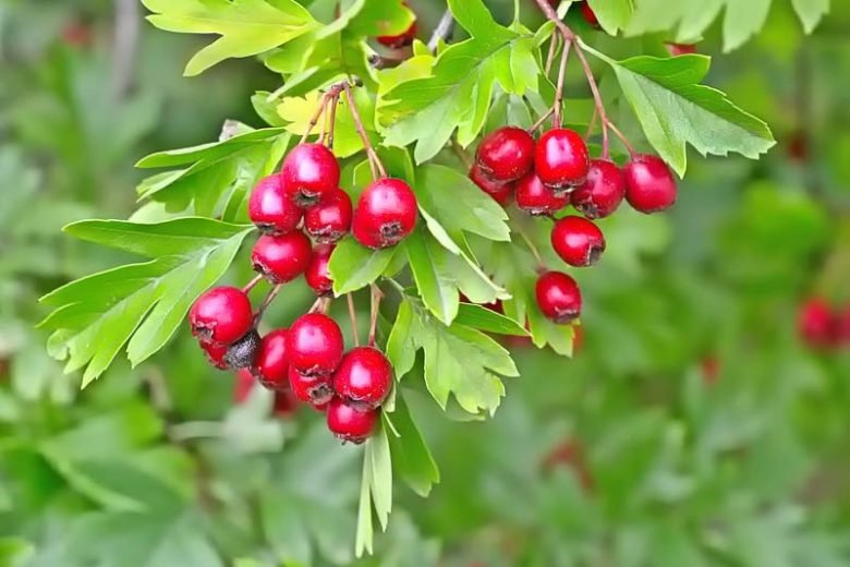 Best Plants for Windy Gardens That Are Low Maintenance and Storm-Ready