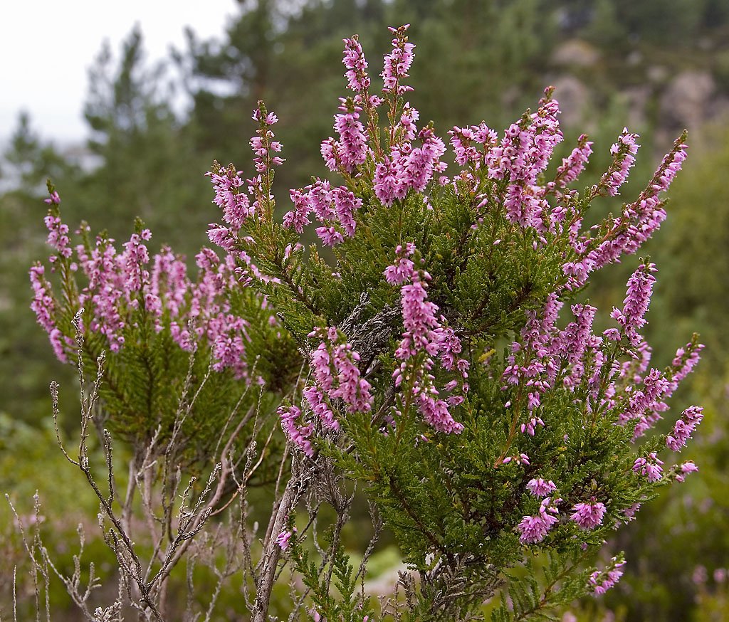 Best Plants for Windy Gardens That Are Low Maintenance and Storm-Ready