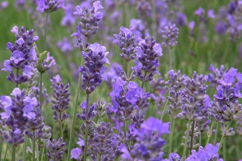 Best Plants for Windy Gardens That Are Low Maintenance and Storm-Ready