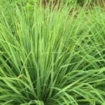 Vegetables That Actually Thrive in High Humidity