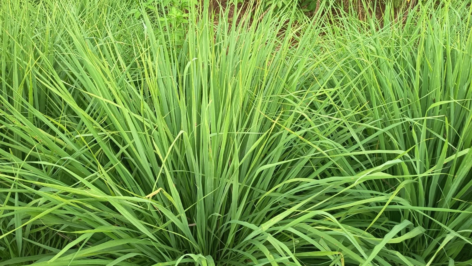 Vegetables That Actually Thrive in High Humidity