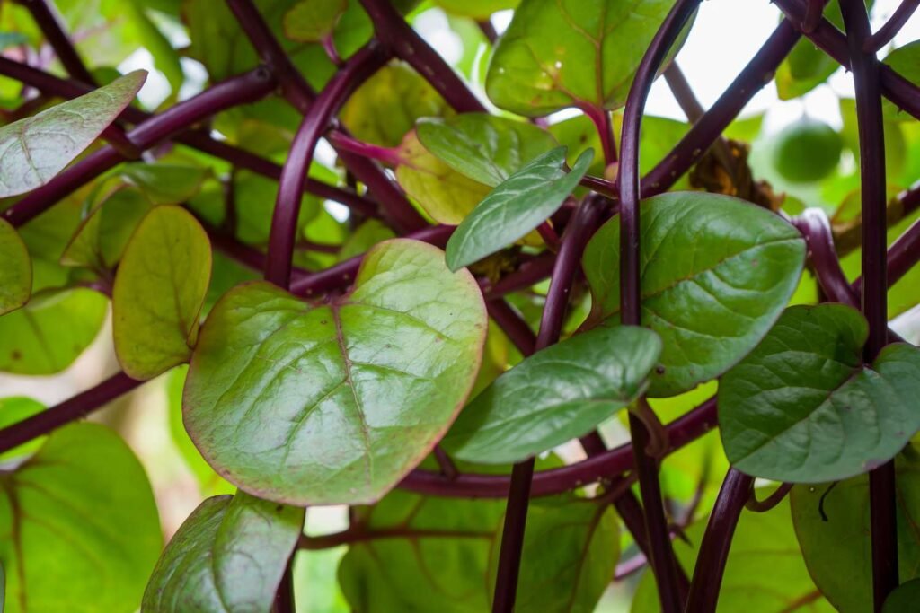 Vegetables That Actually Thrive in High Humidity 