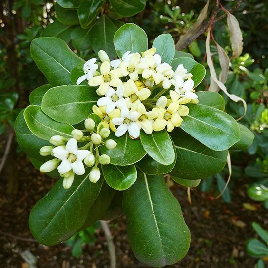 Best Plants for Windy Gardens That Are Low Maintenance and Storm-Ready