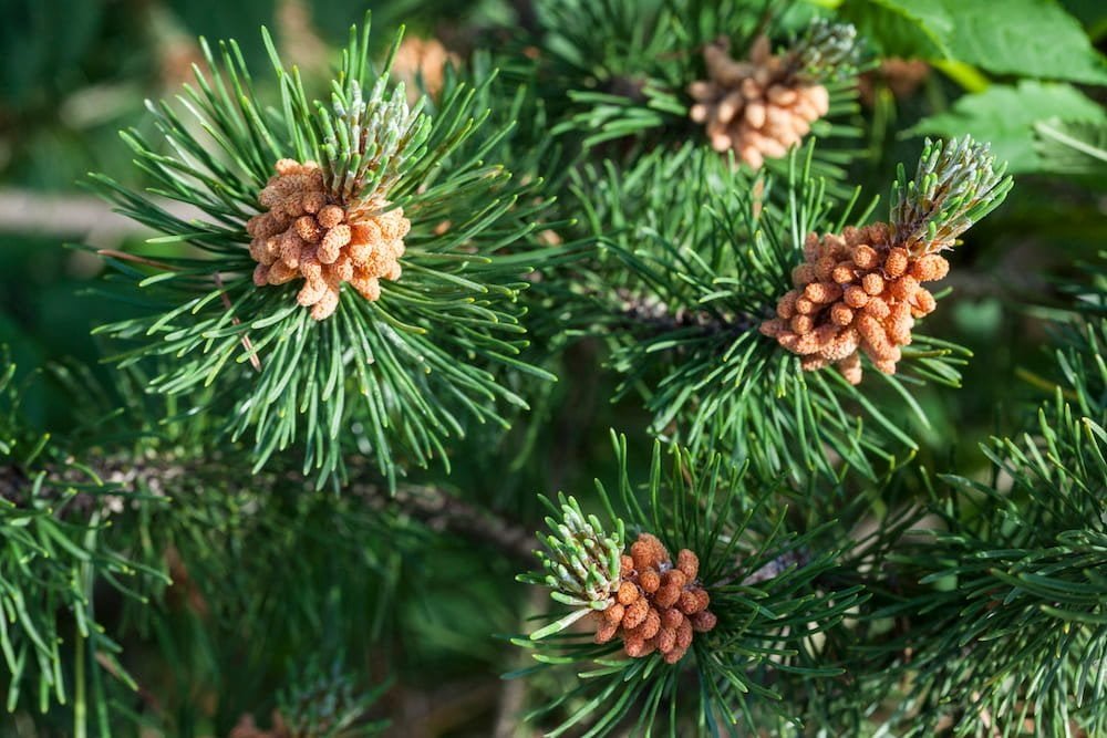 Best Plants for Windy Gardens That Are Low Maintenance and Storm-Ready