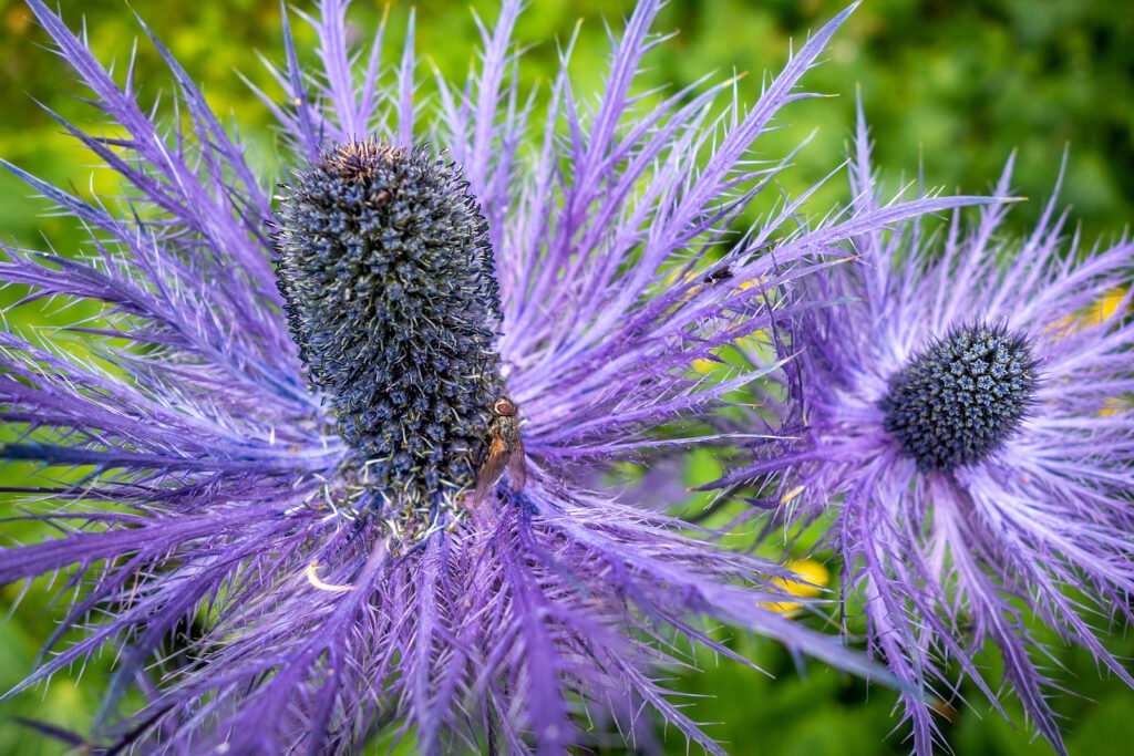 Best Plants for Windy Gardens That Are Low Maintenance and Storm-Ready