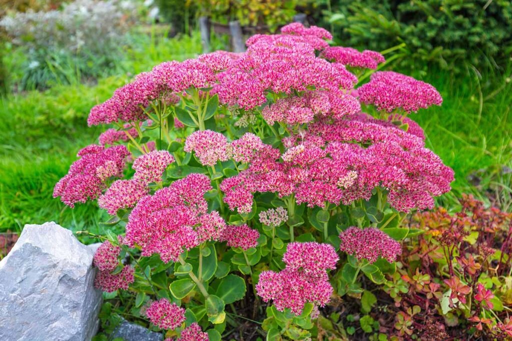 Best Plants for Windy Gardens That Are Low Maintenance and Storm-Ready