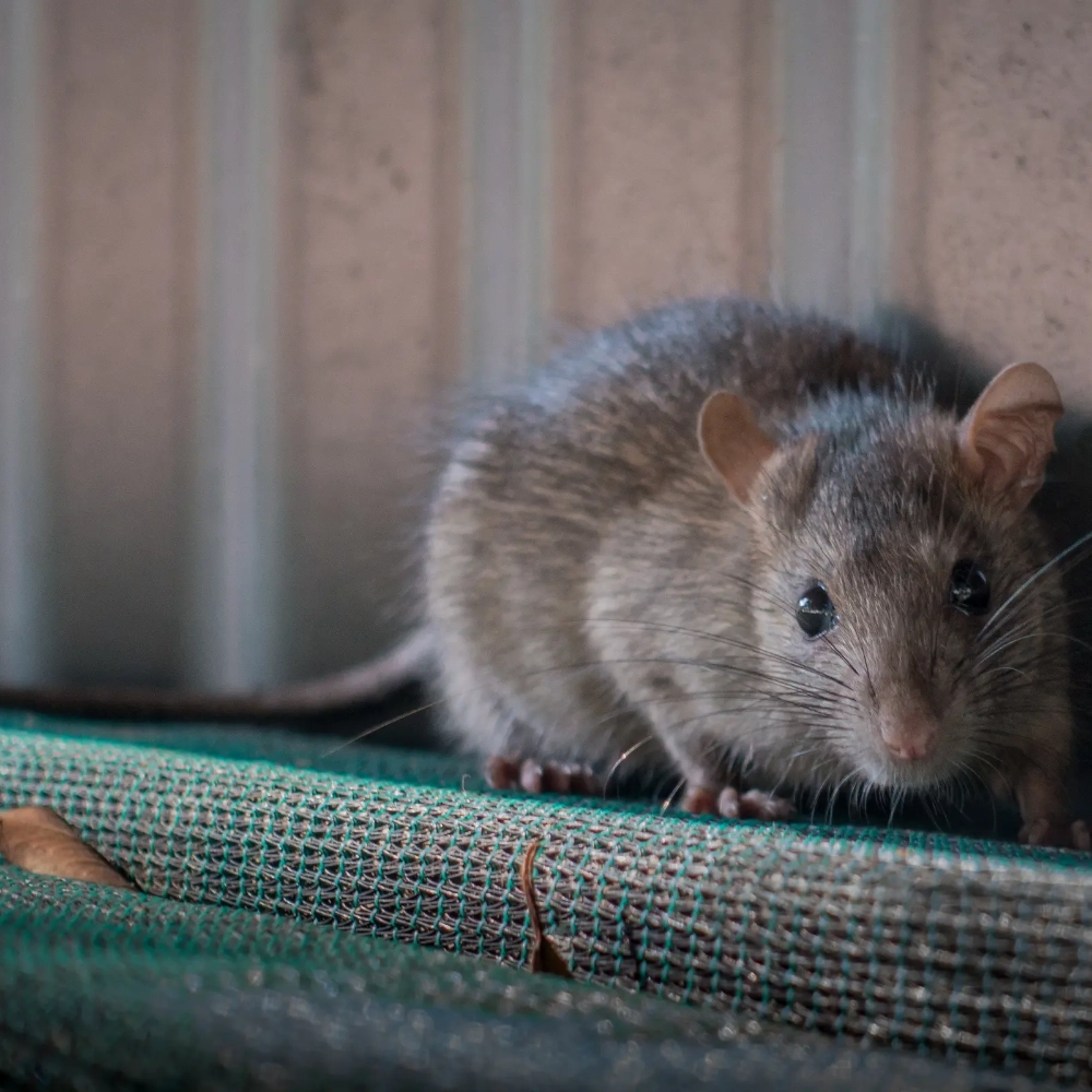How to Keep Mice Out of Your Yard and House Naturally as Temperatures Drop