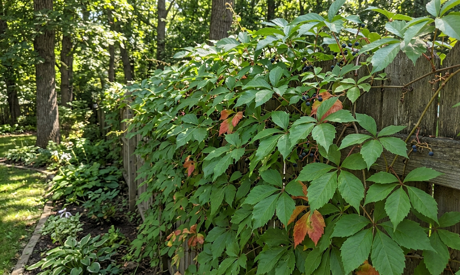 Best Plants for a Shady Fence Line That Will Instantly Transform Your Backyard