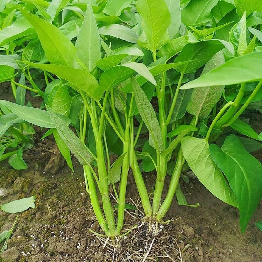 Vegetables That Actually Thrive in High Humidity 