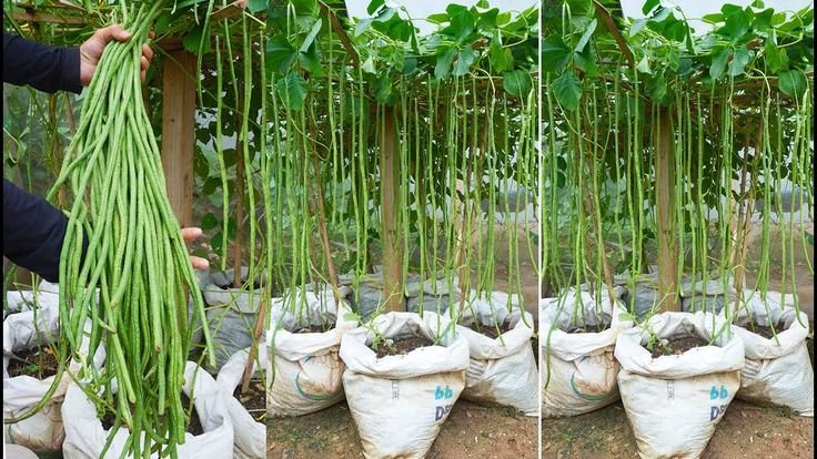 Vegetables That Actually Thrive in High Humidity 
