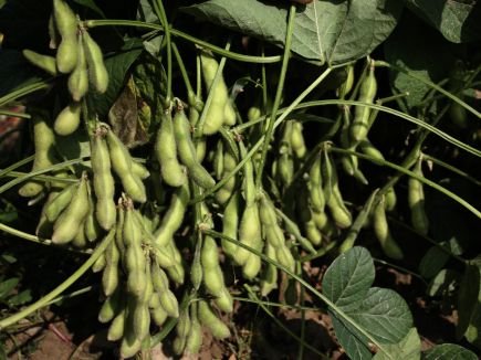 Vegetables That Actually Thrive in High Humidity 