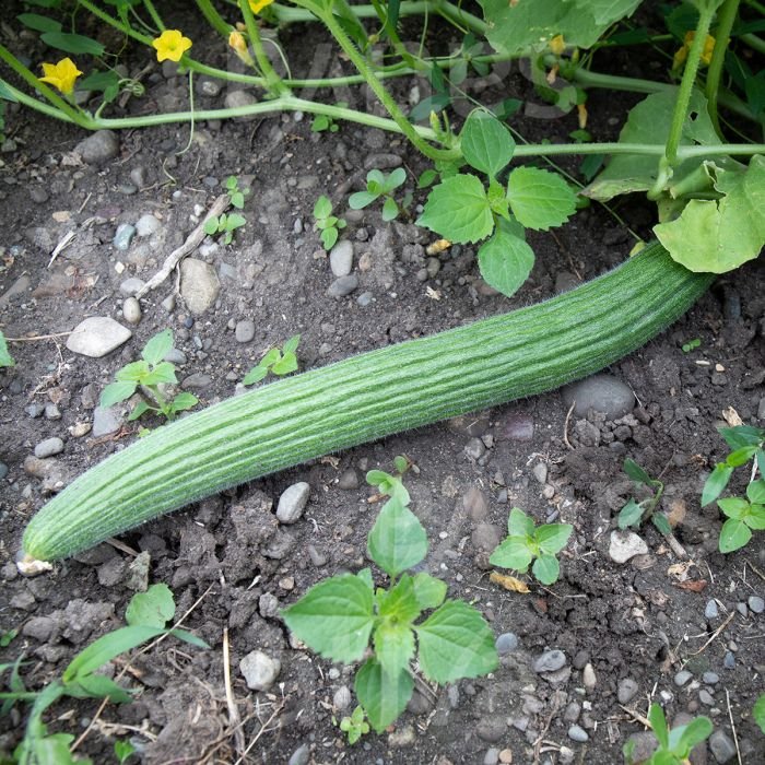 Vegetables That Actually Thrive in High Humidity 
