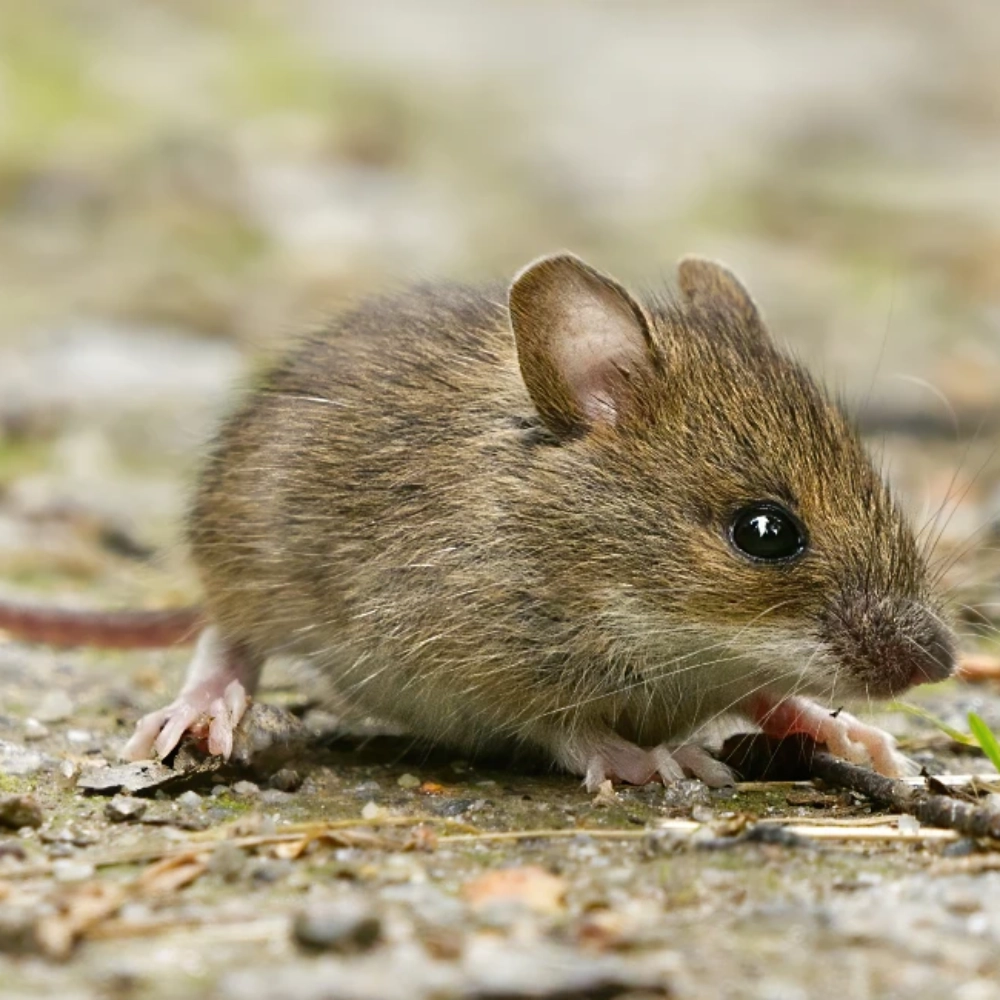 How to Keep Mice Out of Your Yard and House Naturally as Temperatures Drop