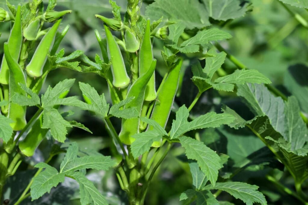 Vegetables That Actually Thrive in High Humidity 