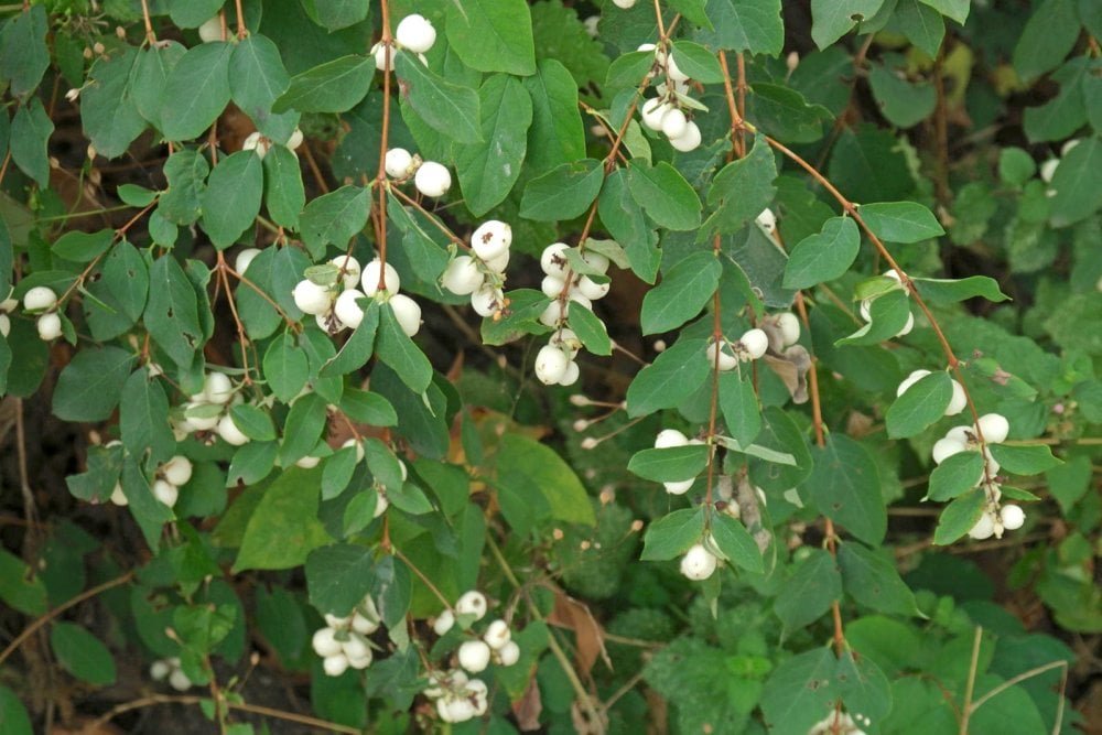 Best Plants for Windy Gardens That Are Low Maintenance and Storm-Ready