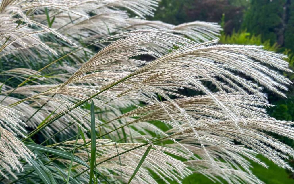 Best Plants for Windy Gardens That Are Low Maintenance and Storm-Ready