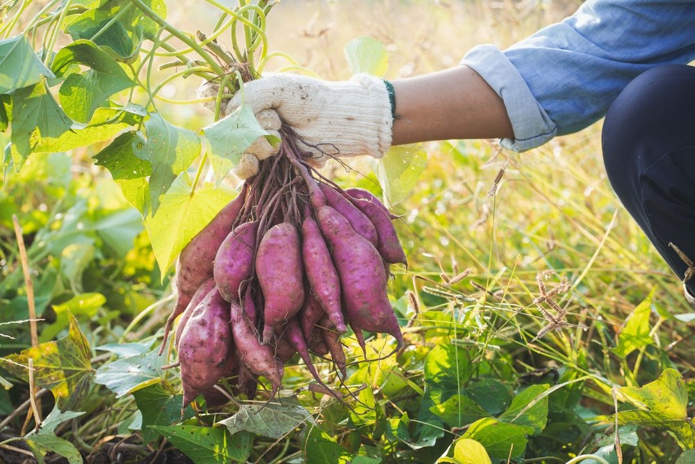 Vegetables That Actually Thrive in High Humidity 