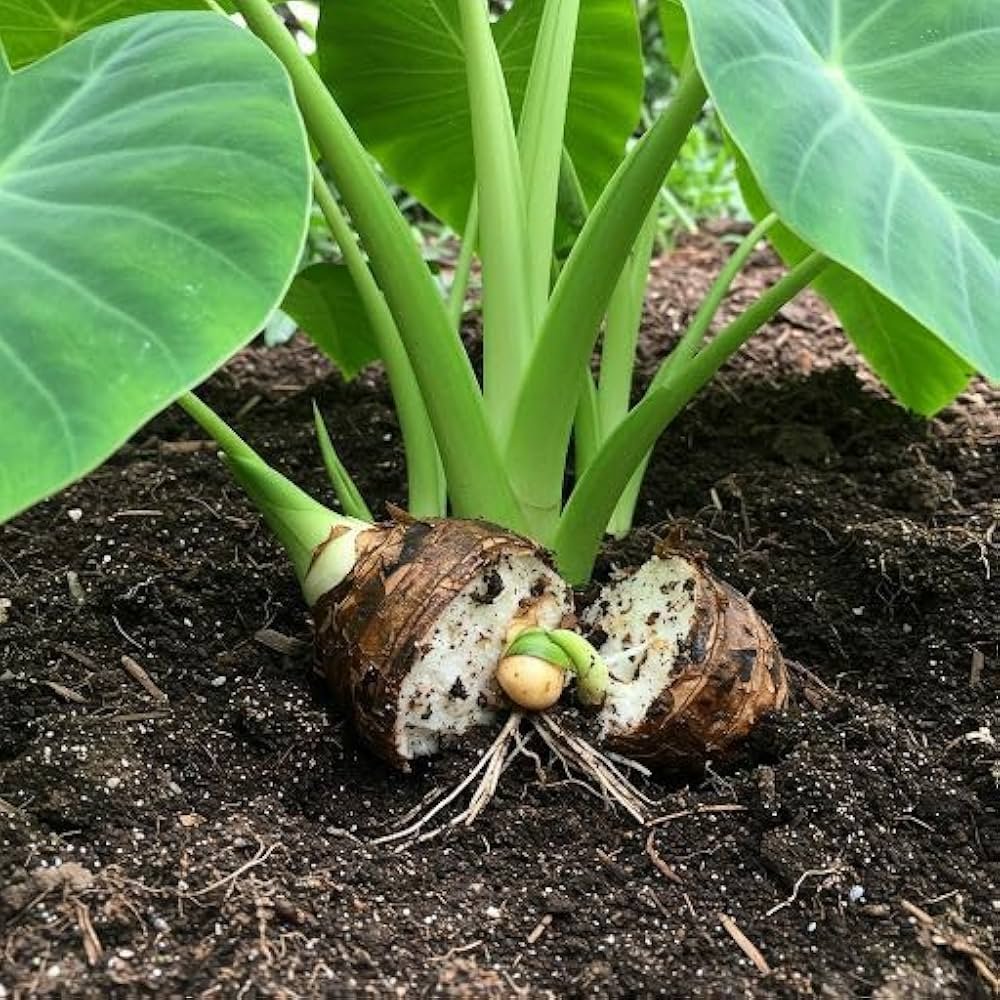 Vegetables That Actually Thrive in High Humidity 