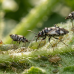Beneficial Insects for Natural Pest Control