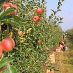 Apple Picking Tips: How to Have the Best Fall Orchard Day