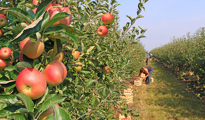 Apple Picking Tips: How to Have the Best Fall Orchard Day