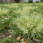 Stubborn Fall Weeds That Take Over Lawns
