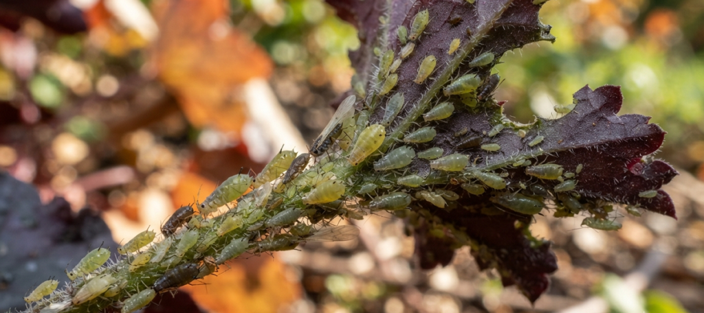 Fall Garden Pests: How to Spot Them Before the Frost Hits