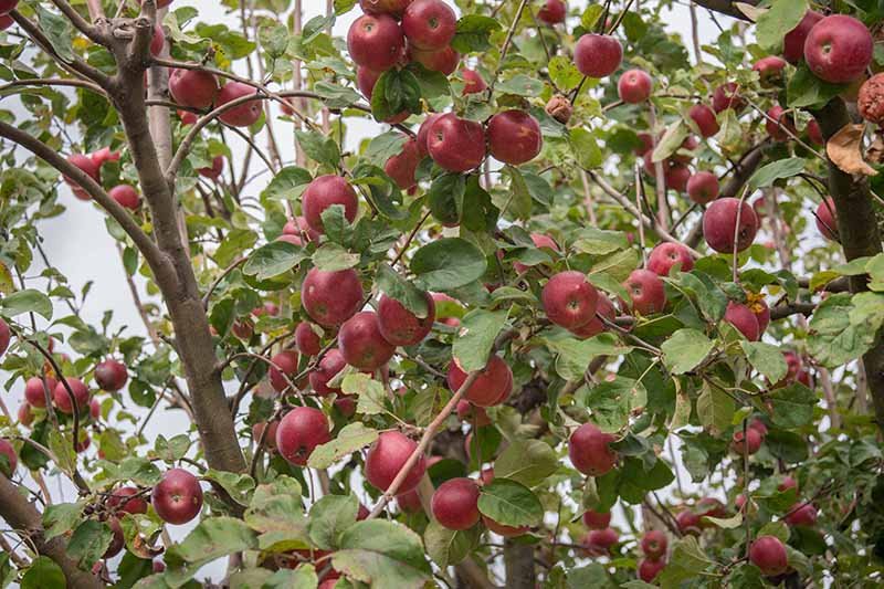 Apple Picking Tips: