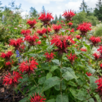 Best Perennials for Cold Climates