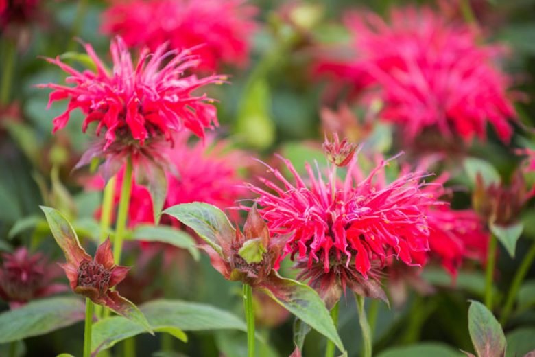 Plants That Come Back Every Year Bigger and Better for a Stunning Low-Maintenance Garden