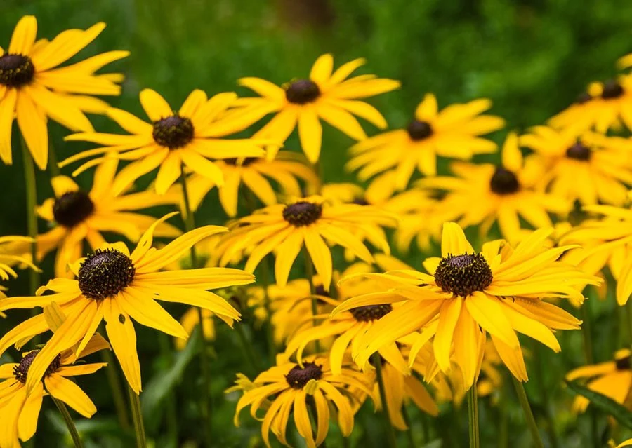 Plants That Come Back Every Year Bigger and Better for a Stunning Low-Maintenance Garden