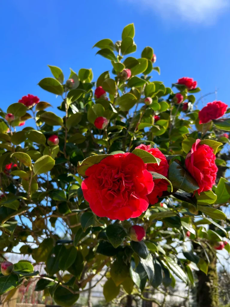 How to Care for Camellias (Camellia Japonica): The Complete Growing Guide