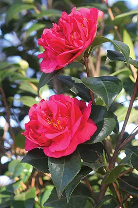 How to Care for Camellias (Camellia Japonica): The Complete Growing Guide