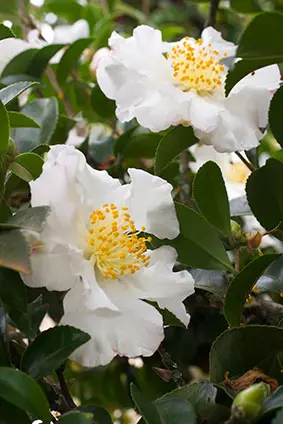 Winter Flowers That Will Bloom in the Cold