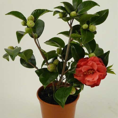 How to Care for Camellias (Camellia Japonica): The Complete Growing Guide