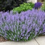 Plants That Come Back Every Year Bigger and Better for a Stunning Low-Maintenance Garden