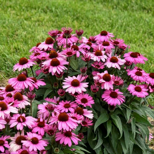Plants That Come Back Every Year Bigger and Better for a Stunning Low-Maintenance Garden