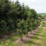 Creative Apple Orchard Ideas That Actually Work