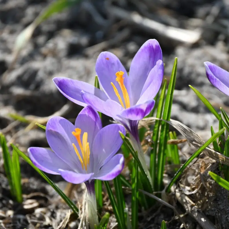 Winter Flowers That Will Bloom in the Cold