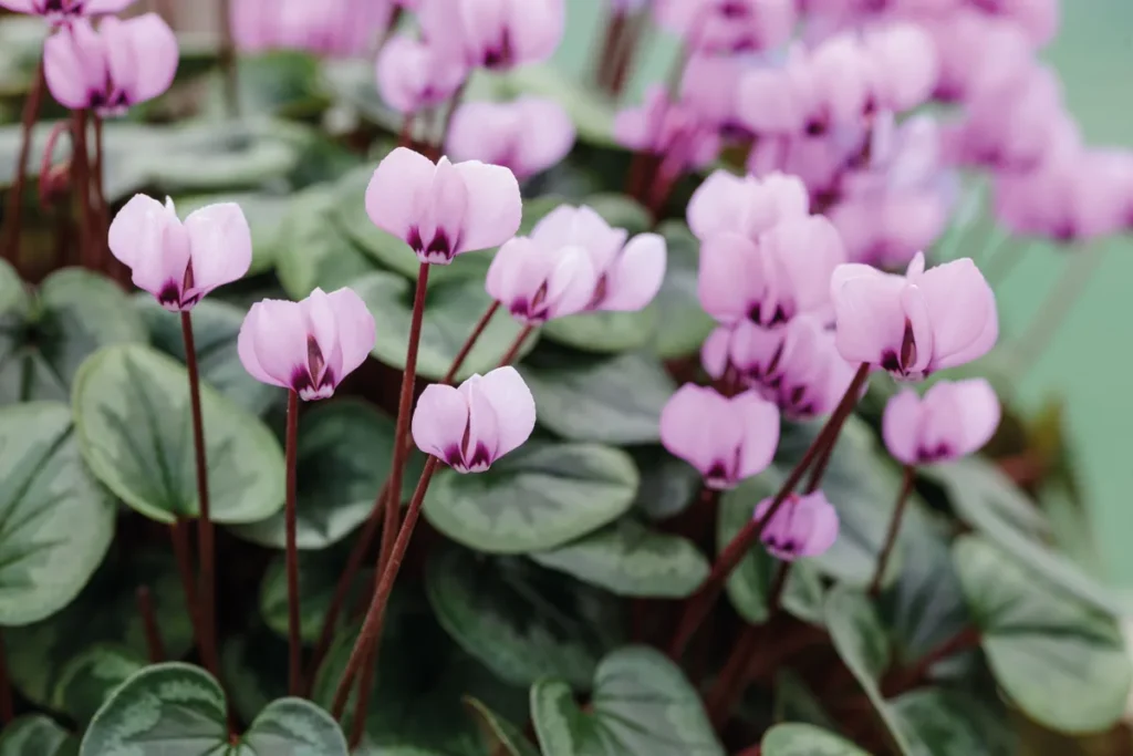 Winter Flowers That Will Bloom in the Cold